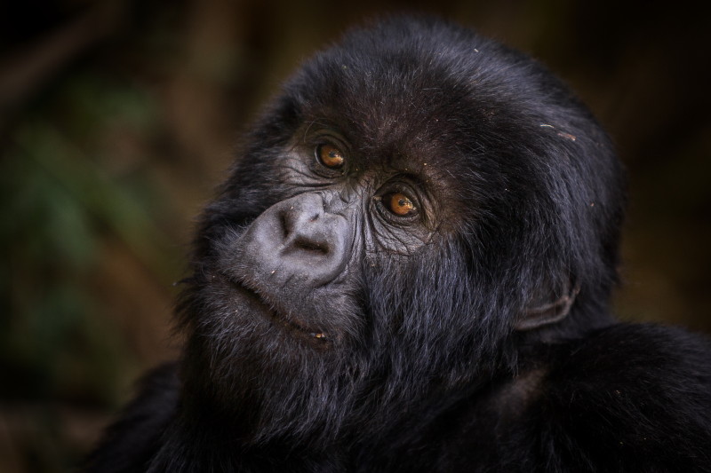 65 Rwanda, Volcanoes NP, gorilla.jpg